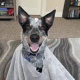 Entry image for Luna