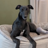 Entry image for Izzy