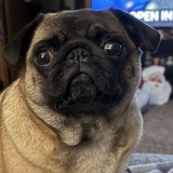 Entry image for Belle