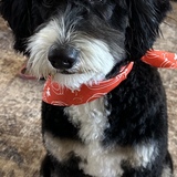 Entry image for Millie Rose