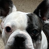 Entry image for Dexter