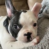 Entry image for Louie