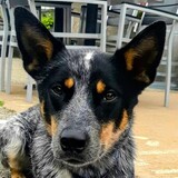 Entry image for Paisley