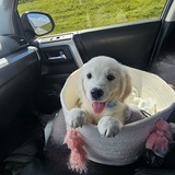 Entry image for Wesson