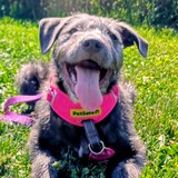 Entry image for Elsie