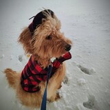 Entry image for Lindy