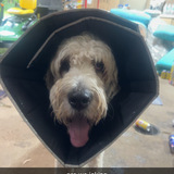 Entry image for Prince