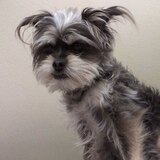 Entry image for Ollie