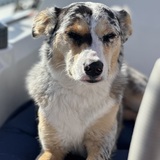 Entry image for Scout