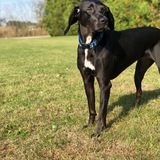 Entry image for Abby 