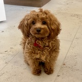 Entry image for Poppy