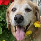 Entry image for Chewy