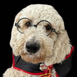 Entry image for Dexter