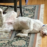 Entry image for Ritter