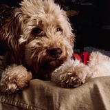 Entry image for Barley