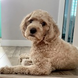 Entry image for Luna