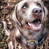 Entry image for Henry 