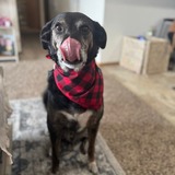 Entry image for Buddy Boy