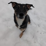 Entry image for Cricket