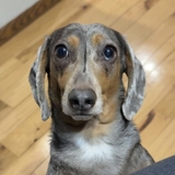 Entry image for Lucy