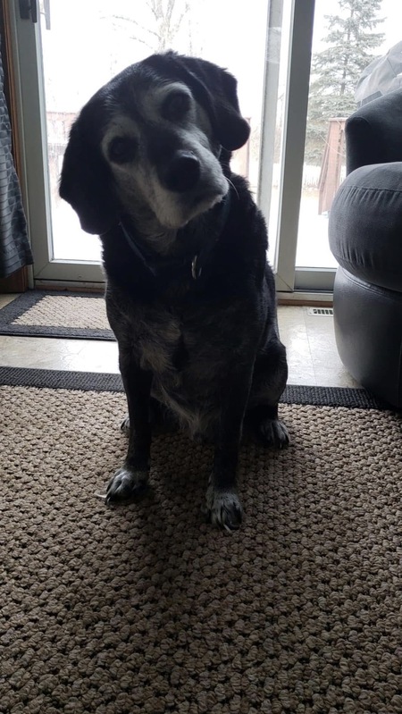 Entry image for Boomer. Clicking this image will show a larger photo