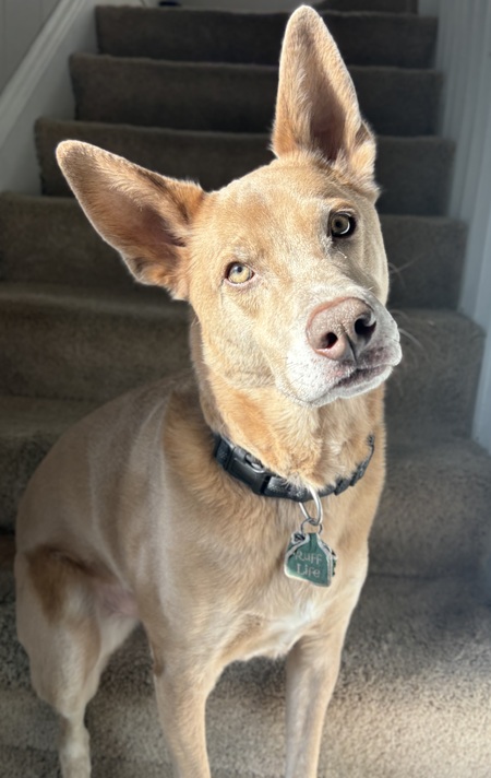 Entry image for Mac. Clicking this image will show a larger photo