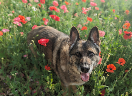 Entry image for Atlas. Clicking this image will show a larger photo