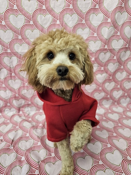 Entry image for Ziggy. Clicking this image will show a larger photo