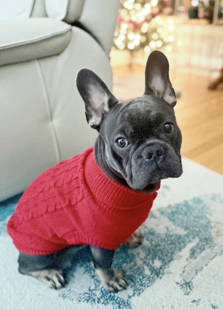 Entry image for Archie. Clicking this image will show a larger photo