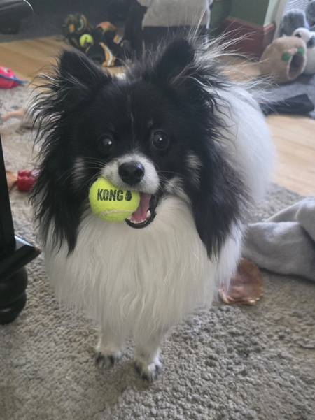 Entry image for Maverick  James. Clicking this image will show a larger photo