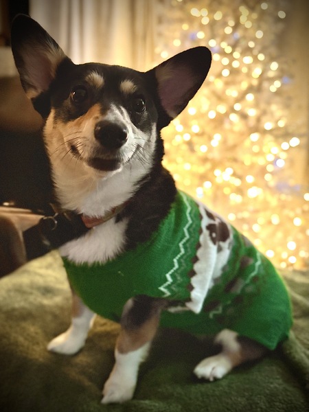 Entry image for Amelia. Clicking this image will show a larger photo