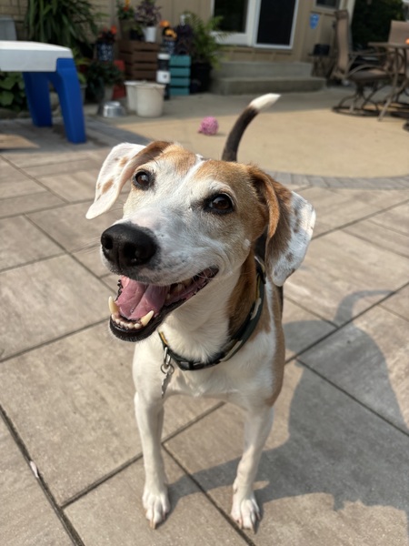 Entry image for Toby. Clicking this image will show a larger photo