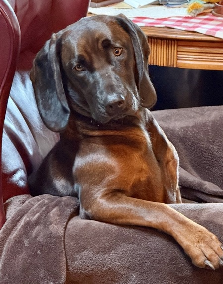 Entry image for Smokey. Clicking this image will show a larger photo