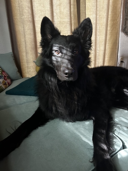 Entry image for Bear. Clicking this image will show a larger photo