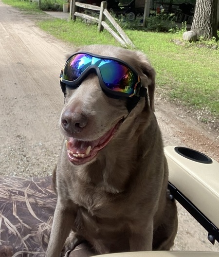 Entry image for Gunner. Clicking this image will show a larger photo