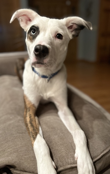 Entry image for Blu. Clicking this image will show a larger photo