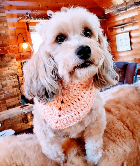 Entry image for Tazzy. Clicking this image will show a larger photo