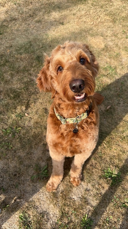 Entry image for Finnley. Clicking this image will show a larger photo