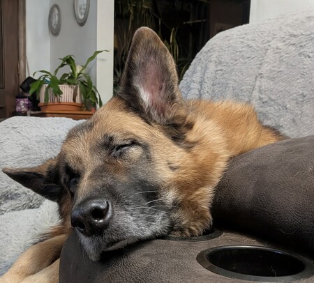 Entry image for Kimber. Clicking this image will show a larger photo