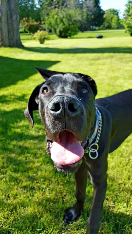 Entry image for George. Clicking this image will show a larger photo