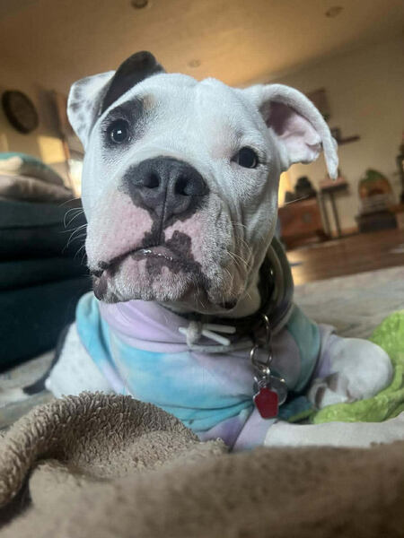 Entry image for Thomas . Clicking this image will show a larger photo