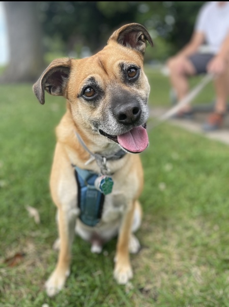 Entry image for Dax. Clicking this image will show a larger photo