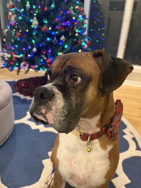 Entry image for Riggs. Clicking this image will show a larger photo