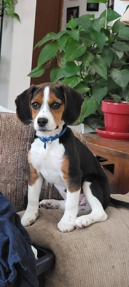 Entry image for Flora  (aka "The Beast"). Clicking this image will show a larger photo