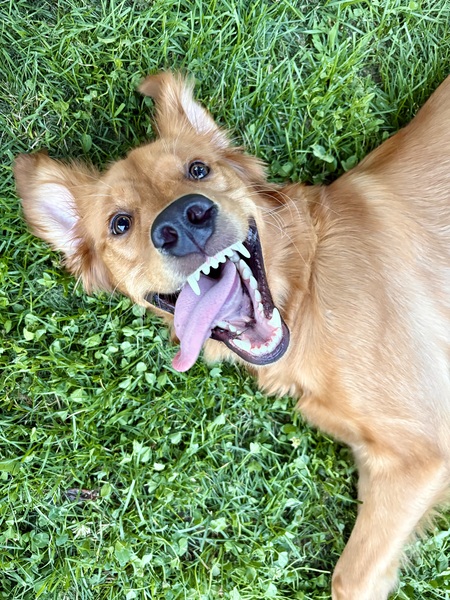 Entry image for Nilah. Clicking this image will show a larger photo