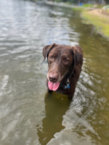 Entry image for Tank. Clicking this image will show a larger photo