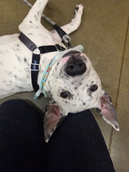 Entry image for Toni Bologna . Clicking this image will show a larger photo