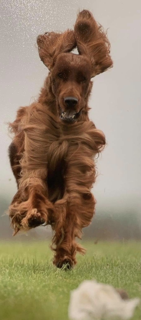 Entry image for Guinness . Clicking this image will show a larger photo