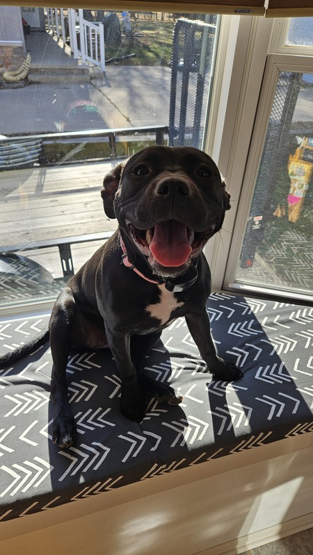 Entry image for Minnie Mae. Clicking this image will show a larger photo