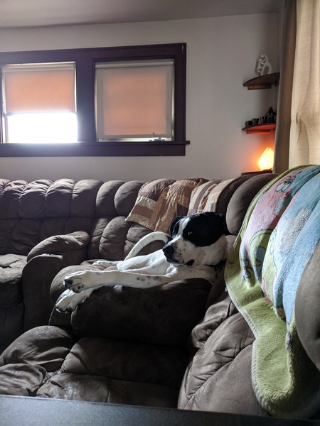 Entry image for Moose. Clicking this image will show a larger photo